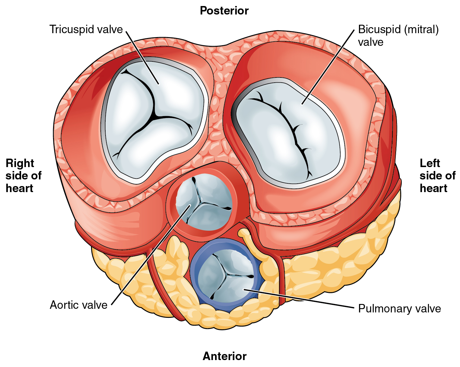 heartdiseases