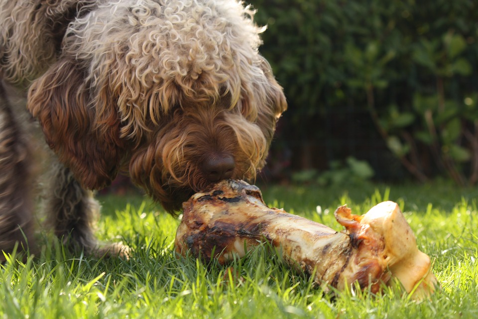 feeding a dog