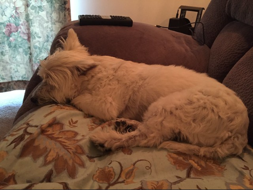 dog lying on chair