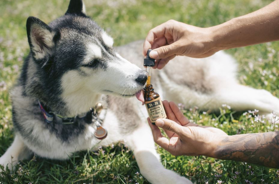 pet CBD
